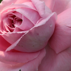Поръчка на рози - Розов - Kарнавални рози - интензивен аромат - Pоза корал зората - Еужен С. - Идеален за декориране на беседки,трайни клъстерни цветя.